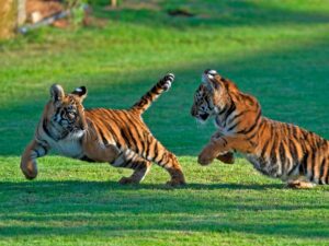 Book Now | PRIVATE ZOO DUBAI - Baby Tigers, Lions, Bear...